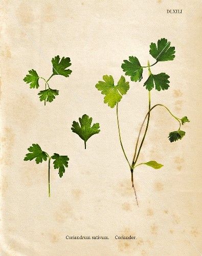 Coriander (Illustration) Coriander Tattoo, Cilantro Tattoo, Oregano Tattoo, Corriander Plant, Coriander Illustration, Chicory Illustration, Herb Drawings Botanical Illustration, Coriander Plant, Food Images