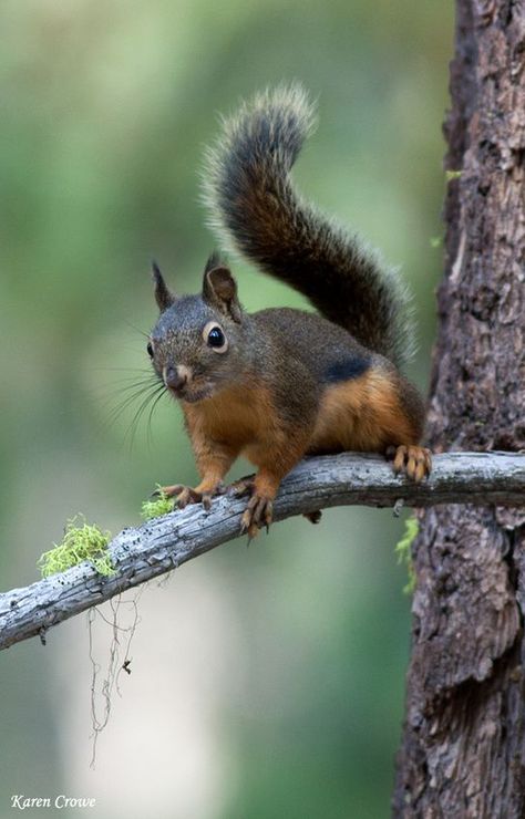 Douglas, or Yellow-Bellied, Squirrel - these guys are the ones in charge...very brave and assertive. Squirrel Species, Douglas Squirrel, Squirrel Photos, Squirrel Pictures, Prairie Dogs, Squirrel Art, Squirrel Girl, Fox Squirrel, Wild Animals Pictures