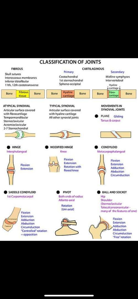 Radiology Technician Student, Xray Tech Aesthetic, Radiology Student Aesthetic, Rad Tech Student, Hyaline Cartilage, Radiology Student, Basic Anatomy, Medical Study, Radiology Technician