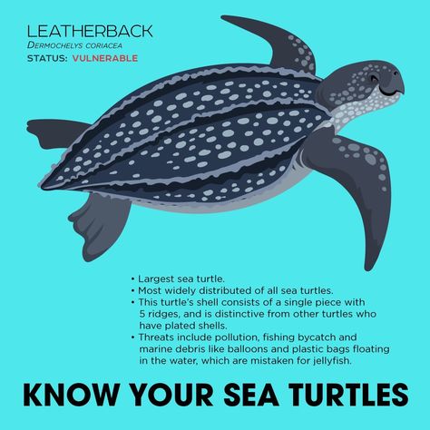 Sea Turtle Drawing, Sea Turtle Species, Sea Turtle Pictures, Animal Infographic, Save The Sea Turtles, Animals Information, Baby Sea Turtles, Fun Facts About Animals, Turtle Drawing