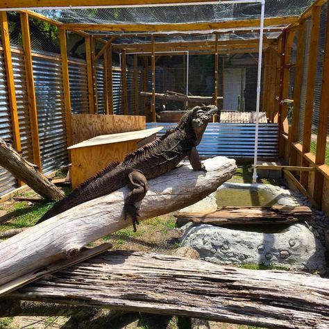 Anthony Furlong's Cyclura enclosure Outdoor Iguana Enclosure, Iguana Enclosure, Diy Reptile, Bearded Dragon Cage, Animal Sanctuary, Bearded Dragon, Reptiles, Animals