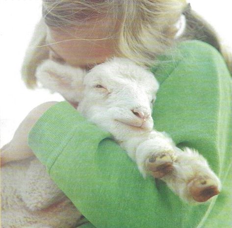 Lamb Stuffed Animal, Feed My Sheep, Baby Goat, Sheep And Lamb, Special Place In My Heart, Sweet Animals, Animals Friends, Beautiful Creatures