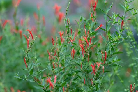 The hummingbird bush (flame acanthus) is a shrub that's ideal for xeriscaping and the beautiful red blooms attract these winged wonders to your yard. Flame Acanthus, Hummingbird Bush, Drought Tolerant Shrubs, Gardening Techniques, Plant Diseases, New Roots, Garden Greenhouse, How To Attract Hummingbirds, Seed Starting