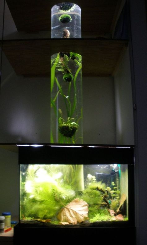 tank with an open bottom column. the shrimps can climb into the column. ~ I love this set-up.: Vertical Aquarium, Cool Fish Tanks, Aquarium Terrarium, Diy Aquarium, Aquatic Turtles, Aquarium Ideas, Nature Aquarium, Aquascape Aquarium, Cool Fish