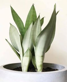 Moonshine Sansevieria, Sansevieria Moonshine, Snake Plant Varieties, Sansevieria Plant, Plant Goals, Plant Succulents, Snake Plants, Gothic Garden, Plant Wishlist