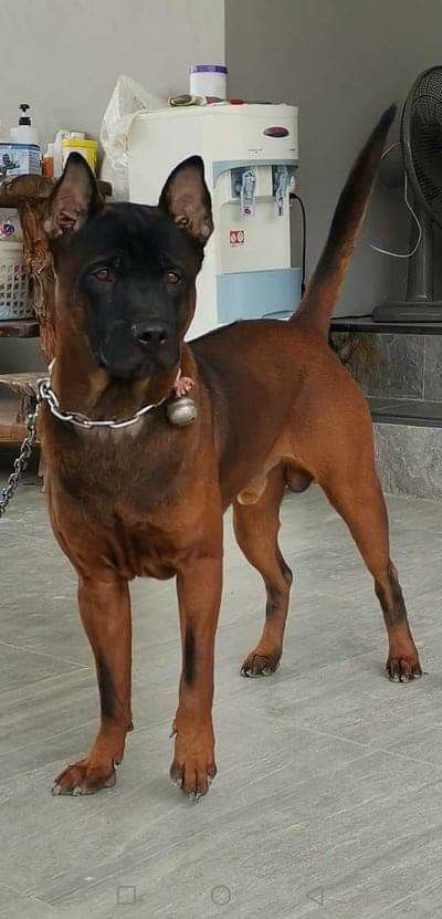 Thai Ridgeback Dog, Thai Ridgeback, Mexican Hairless Dog, Pretty Puppies, Ridgeback Dog, Rhodesian Ridgeback Dog, Rare Dog Breeds, Hairless Dog, Dogs Breeds