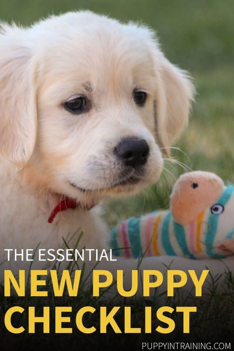 New Puppy Checklist - Golden Retriever puppy with his toy Getting A New Puppy, First Puppy, New Puppy Checklist, Puppy Checklist, Chien Golden Retriever, Puppy Time, Puppy Blanket, Puppy Snuggles, Puppy Biting