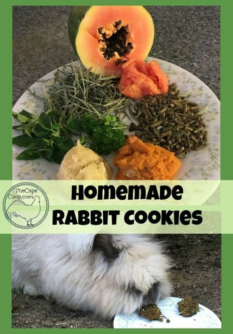 Homemade Rabbit Treats, Rabbit Yard, Treats For Rabbits, Rabbit Pellets, English Angora, Rabbit Behavior, Rabbit Feeding, Rabbit Cookies, Meat Rabbits