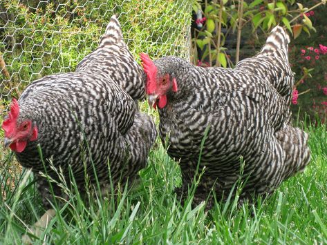 Plymouth Rock chicken - Wikipedia Barred Rock Chickens, Plymouth Rock Chicken, Best Egg Laying Chickens, Egg Laying Chickens, Types Of Chickens, Plymouth Rock, Backyard Flocks, Egg Laying, Chickens And Roosters