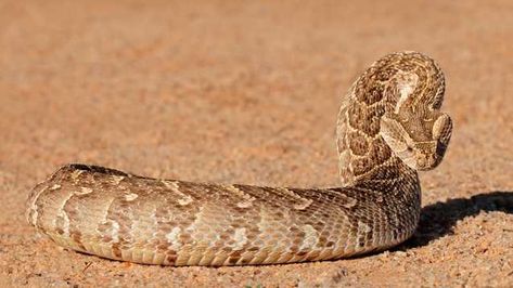 Taipans are one of the world's deadliest snakes with venom so potent that venom injected in a single bite can kill 100 adult human beings. Adder Snake, Puff Adder, African Rainforest, Viper Snake, Animal Rescue Center, Dog Grooming Business, Snake Art, Snake Jewelry, Human Male