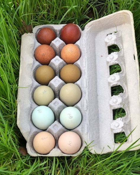 🌿Rainbow🌿 . Almost too good to eat. . . . .almost 😉. Want to feed your family the best food possible? Eggs laid by chickens that are truly raised on pasture are the way to go. Not every egg is laid equal. Eggs laid by hens in a warehouse will have the protein you are looking Rainbow Eggs, Chicken Egg Colors, Rainbow Chicken, Chicken Keeping, The Chicks, Chicken Life, Blue Eggs, Hatching Eggs, Easter Toys