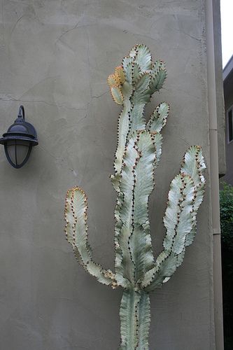 Euphorbia ammak 'Variegata' Euphorbia Ammak Variegata, Euphorbia Ammak, Indoor Cactus, Succulent Bonsai, Succulent Gardening, Desert Garden, Agaves, Desert Plants, Cactus Y Suculentas