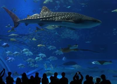 Things to Do in Okinawa, Japan Churaumi Aquarium, Dangerous Beauty, Japan Holidays, Whale Sharks, Go To Japan, Underwater Creatures, Okinawa Japan, Whale Shark, Big Fish