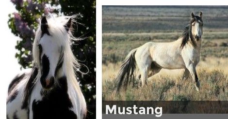 Mustang | What Horse Breed are you Most Like? What Horse Breed Am I Quiz, Horse Quizzes, Wild Horses Mustangs, Amazing Pumpkin Carving, Mustang Horse, Wild Mustangs, Fun Quizzes, Horse Stuff, Horse Breeds