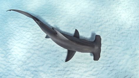 Hammerhead Shark From Above, Shark Overhead View, Shark Top View, Hammerhead Shark Painting, Shark Widget, Hai Tattoo, Greenland Shark, Hammerhead Shark Tattoo, Hammerhead Sharks