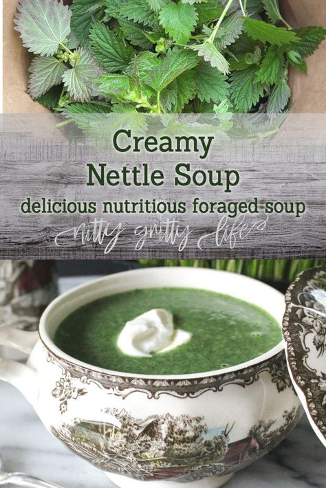 Soup Recipe Vegan, Nettle Recipes, Nettle Soup, Wild Food Foraging, Foraging Recipes, Edible Wild Plants, Foraged Food, Stinging Nettle, Herbal Recipes