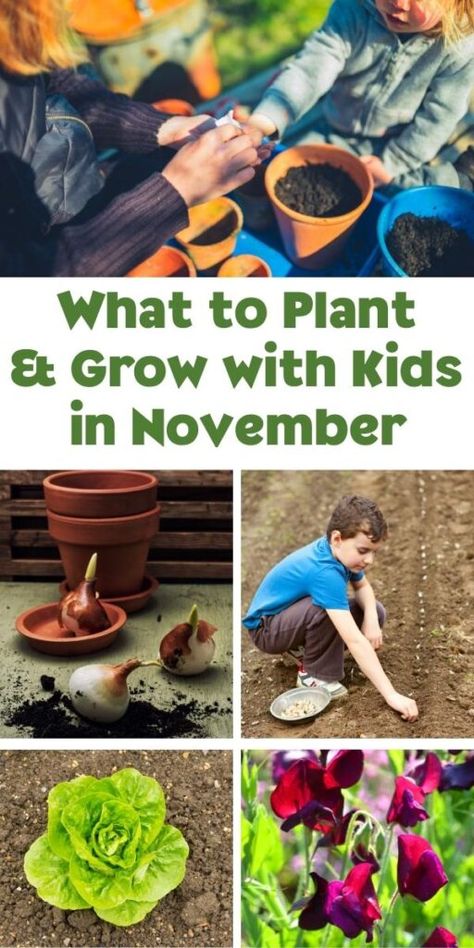 Looking to garden with your kids check out this planting guide for what to grow in November with your kids. November Nature Activities, What Plants To Plant In November, What To Plant In November, Gardening Club Ideas For Kids, Autumn Gardening Uk, What Do Plants Need To Grow Activities, Kids Planting Seeds, Grow Pumpkins From Seeds, Strawberry Runners