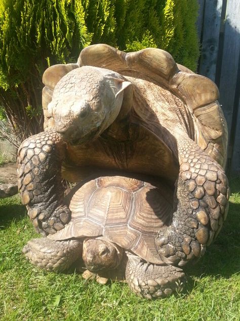 Giant African sulcata tortoises Big Tortoise, Turtle Homes, Sulcata Tortoise, Giant Tortoise, Tortoise Turtle, Turtle Love, Sea Turtles, Sea Turtle, Frogs