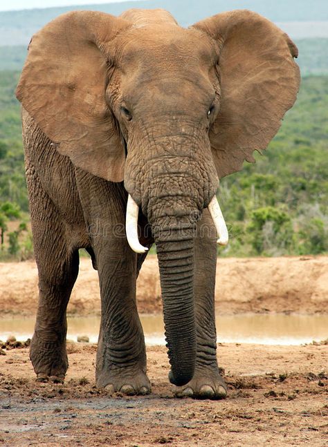 Aggressive Pose, Elephant African, African Forest Elephant, Bull Elephant, African Bush Elephant, Asian Elephant, Save The Elephants, Paws And Claws, Unusual Animals