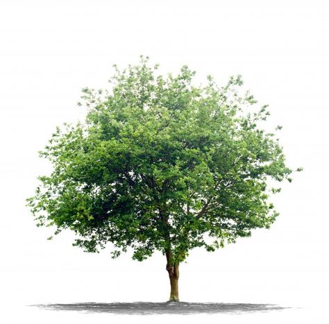 Hermoso árbol verde aislado en blanco Fo... | Premium Photo #Freepik #photo #arbol #madera #verano #verde Tree Psd, Eco Earth, Acacia Tree, Green Banana, Big Garden, White Background Photo, Big Tree, Green Tree, Apple Tree