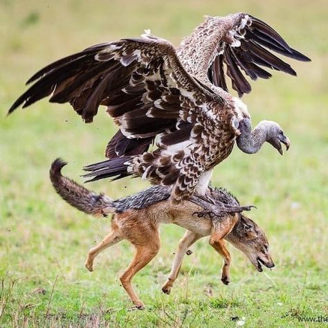 Black Backed Jackal, The Vulture, The Jackal, Masai Mara National Reserve, Masai Mara, Wildlife Photos, Weird Creatures, Wild Nature, Wildlife Animals