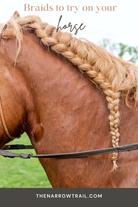 Needs some mane inspo? Check these ideas out! Mane Braids, Horse Mane Braids, Braids To Try, Western Dressage, Horse's Neck, Jumping Horse, Show Jumping Horses, Unique Braids, Horse Mane