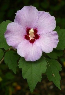 How to Grow Rose of Sharon (great info on a beautiful plant, thank you!) National Flower, Rose Of Sharon, How To Attract Hummingbirds, Growing Flowers, All Flowers, Trees And Shrubs, Hibiscus Flowers, Exotic Flowers, Beautiful Blooms