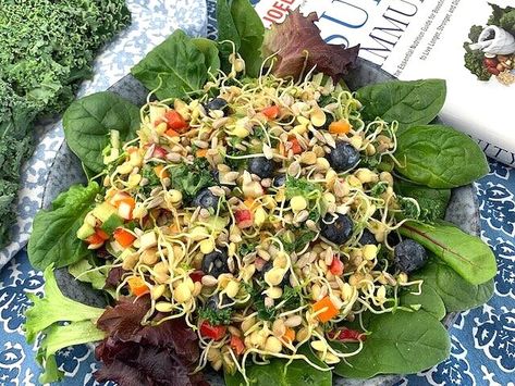 Lentil Sprouts Salad, Sprouted Lentil Salad, Lentil Sprouts Recipes, Sprouted Lentils Recipes, How To Sprout Lentils, Lentil Sprouts, Legume Recipes, Bean Sprout Recipes, Italian Beans