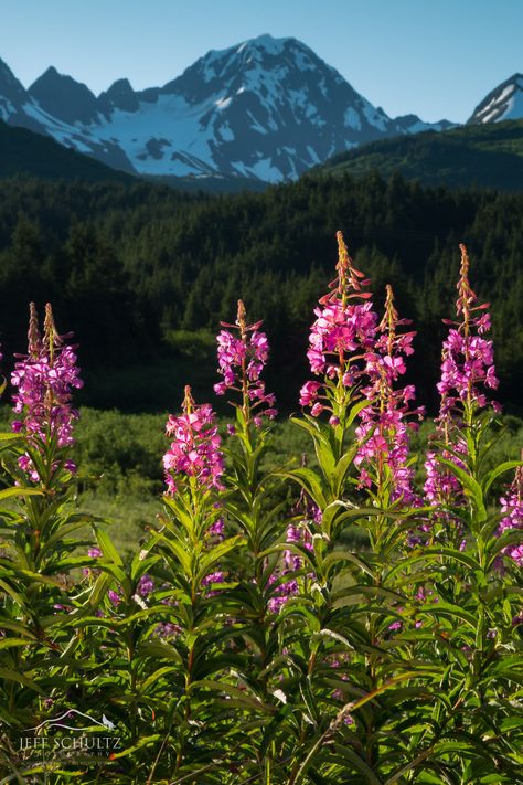 Alaska Mountains Photography, Alaska Landscape Photography, Alaska Summer Aesthetic, Alaskan Aesthetic, Alaska Aesthetic Summer, Alaskan Photography, Alaskan Flowers, Alaska Flowers, Fireweed Flower