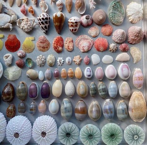 Songcord Ideas, Aesthetic Seashells, Pretty Shells, Fish Aesthetic, Seashells Photography, Beach Room Decor, Real Mermaids, Beach Room, Shell Crafts Diy