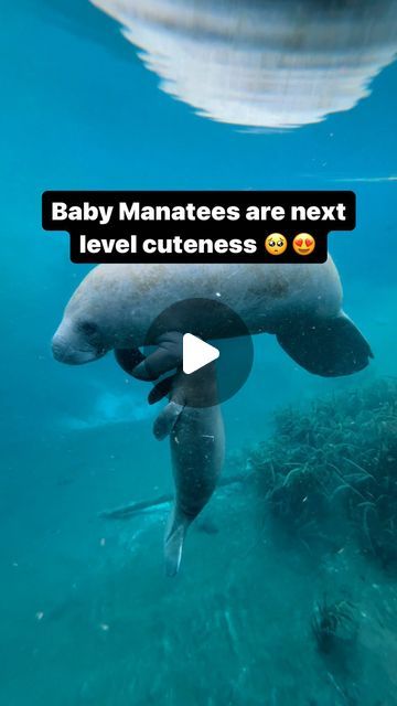 FloridaGuideJosh | Wild Florida | Adventure on Instagram: "Change my mind that baby manatees are not the cutest animals to see in the wild!… 🥺😍❤️

📸: @floridaguidejosh 
🛶: @ecoventurefl 

#Florida #Manatee #DotTheBabyManatee #Adventure #Wildlife #Conservation" The Cutest Animals, Florida Adventures, Sea Cow, Change My Mind, Manatees, Cutest Animals, American Travel, Wildlife Conservation, In The Wild