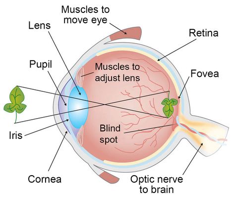 How Vision Works: Our Sense of Sight | Ask A Biologist Eyeball Diagram, Eye Anatomy Diagram, Diagram Of The Eye, Human Eye Diagram, Eye Lesson, Eye Diagram, Eye Structure, Eyes Clipart, Random Knowledge