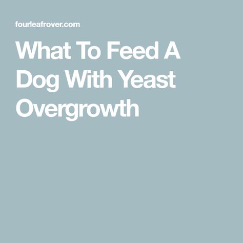 What To Feed A Dog With Yeast Overgrowth Anti Yeast Diet For Dogs, Anti Yeast Dog Food Recipes, Dog Yeast Infection Skin Remedies, Brewers Yeast For Dogs, Brewers Yeast Benefits, Anti Yeast Diet, Yeast In Dogs, What To Feed Dogs, Yeast Overgrowth