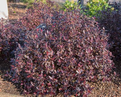 Pittosporum Tenuifolium, Net Storage, Silver Plant, Honey Scent, Evergreen Garden, Purple Leaves, Planting Plan, Tom Thumb, Planting Shrubs