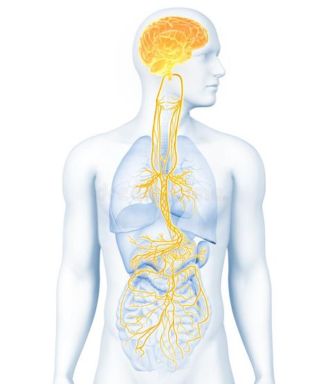 Vagus Nerve Stock Illustrations – 130 Vagus Nerve Stock Illustrations, Vectors & Clipart - Dreamstime Nerves System Anatomy, Vagus Nerve Illustration, Vagus Nerve Art, Nervous System Illustration, Anatomy Body Parts, Digestive System Anatomy, Nervous System Anatomy, Nervus Vagus, Human Muscle Anatomy