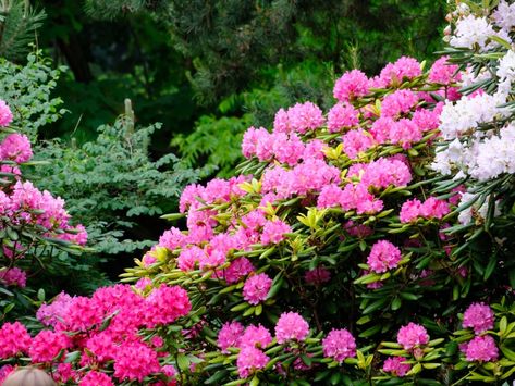 Rhododendron Care, Pink Rhododendron, Pink Dianthus, Coral Bells Heuchera, Creeping Phlox, Ground Covers, Full Sun Plants, Coral Bells, Perennial Herbs