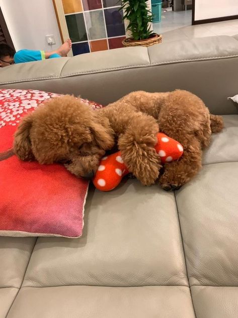 Toy Poodle Puppy, Poddle, Red Poodles, Toy Poodles, Cutee Animals, Dog Mommy, Poodle Grooming, Toy Poodle Puppies, Poodle Puppies