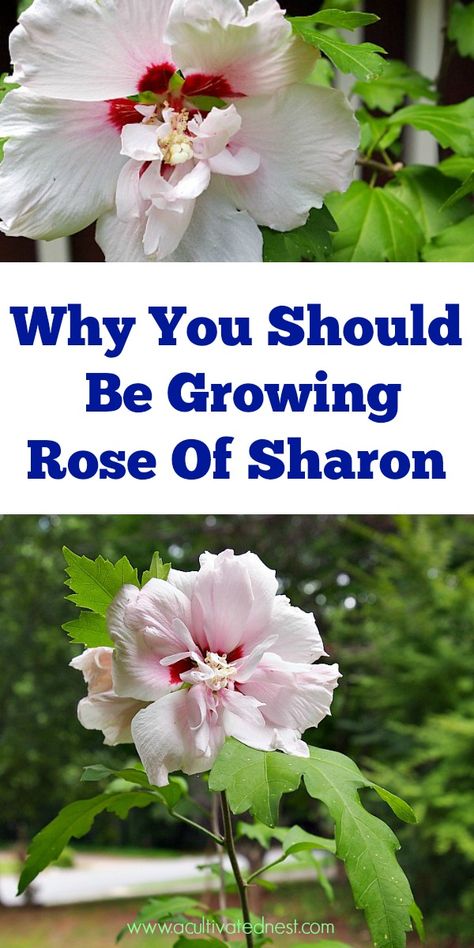 7 Reasons Why You Should Be Growing Rose of Sharon In Your Garden. Rose of Sharon is an easy to grow and beautiful perennial! Plus it has many benefits for your yard! Check out these reasons to grow Rose of Sharon! Rose Of Sharon Tree, Rose Of Sharon Bush, Roses Garden, Garden Shrubs, Growing Roses, Garden Rose, Rose Of Sharon, Garden Yard Ideas, Flowers Wallpaper