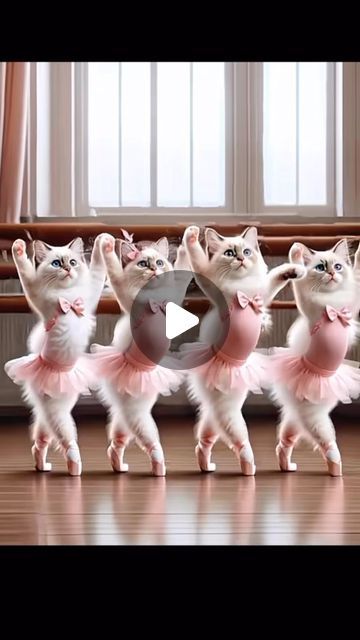 Cat Dance, Kitten Wallpaper, Dancing Cat, Dog Pets, Let's Dance, January 21, Lets Dance, Funny Cat Videos, Cat Gif