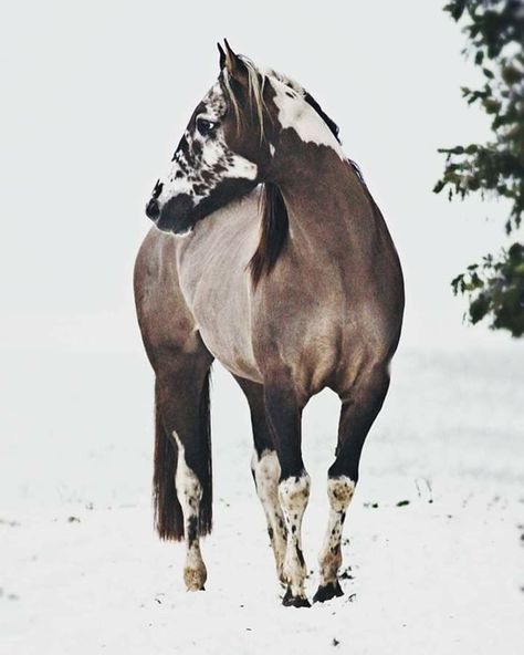 Grullo Tovero with the Belton Pattern Unusual Horse, Horse Markings, Horse Club, Rare Horses, Paint Horse, Appaloosa Horses, Majestic Horse, Dark Side Of The Moon, Horse Crazy