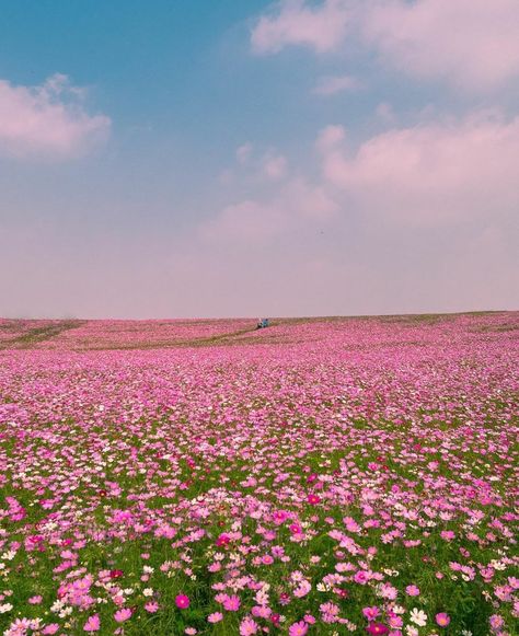 Fairy Fountain, Wattpad Background, Hawaii Things To Do, Fairy Home, Field Of Flowers, Beautiful Places Nature, Aesthetic Images, Beautiful Fantasy Art, Nature Aesthetic