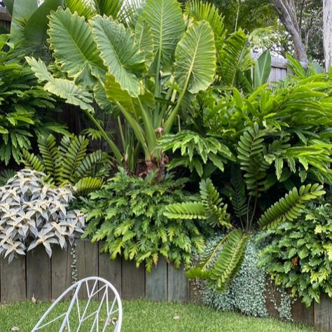 Can you tell how much fun I had designing this playful Brisbane garden! The kids love having an abundance of curves, spaces and lush textures to explore💚 #gardendesign #landscapearchitect #gardendesigner #awardwinningdesign #LDI #brisbanegardendesign #brisbanegardens #myverandah #beautifulgardens #subtropicalgarden Brisbane Garden Design, Brisbane Garden, Garden Desig, Phu Quoc, Saint Vincent, Tropical Garden, Landscape Architect, Tropical Paradise, Backyard Landscaping