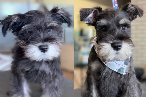 37 Cute Schnauzer Haircut Ideas - All The Different Types and Styles Snauzer Haircut, Schnauzer Haircut, Schnauzer Cut, Cute Schnauzer, Puppy Haircut, Schnauzer Grooming, Summer Puppy, Dog Grooming Styles, Mini Schnauzer Puppies