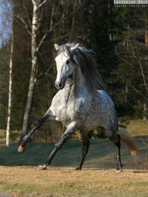 Dapple Grey Horses, Equestrian Clothes, Grey Horses, Gray Horse, Horse Running, Andalusian Horse, Grey Horse, Orlov Trotter, Gray Horses