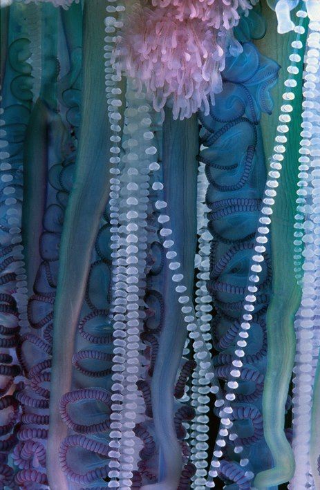 Close up Portuguese Man of war