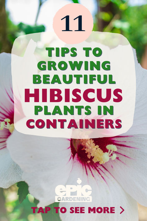 Close up of a beautiful white hibiscus with a bright pink center Plants In Containers, Growing Hibiscus, Hardy Hibiscus, Full Sun Plants, Hibiscus Plant, Garden Insects, Perennial Shrubs, Flower Pots Outdoor, Sun Plants