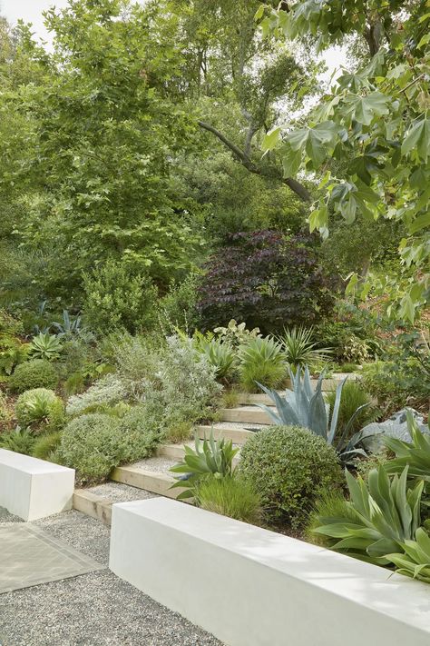 hillside “of intentional randomness”, intersected by timber and gravel steps. Silvery shrubs mingle with the full-bodied textures of fresh- green Agave attenuata and glaucous A. americana. Cercis canadensis ‘Forest Pansy’ is a foil for spiky Dracaena draco and the seaweed-like succulent Kalanchoe beharensis. Masculine Garden, Agave Garden Design, Gravel Steps, Slope Landscaping Ideas, Sloping Gardens, Kalanchoe Beharensis, Forest Pansy, Dracaena Draco, Artificial Landscape