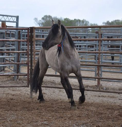 Mustang Makeover Training, Kill Pen Horses, Rescue Aesthetic, Grullo Horse, Mustang Stallion, Mustang Makeover, Equine Facility, Horse Coats, Horse Rescue