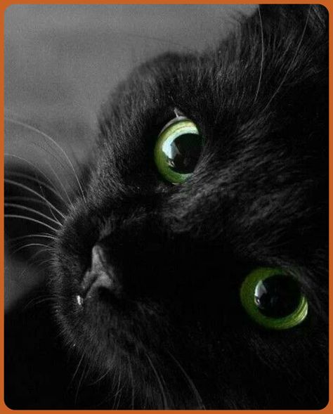 10 lovely BLACK cats – Creative Cat Lover Black Cat With Green Eyes, Cat With Green Eyes, Black Cat Appreciation Day, Black Cat Lover, A Black Cat, Cute Black Cats, Cat Care, Pretty Cats, Black Cats