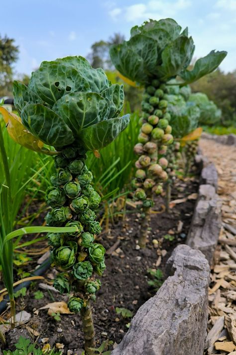 These 11 Vegetables Are Exactly What Your Raised Beds Need This Fall Vegetable Garden Raised Beds, Fall Vegetables, Fall Garden Vegetables, Indoor Trees, Plant Diseases, Fall Garden, Fall Food, Bountiful Harvest, Raised Bed